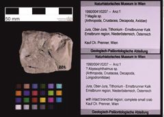 Foto (Objekt + Etiketten) von ? Abyssophthalmus sp. (NHMW-GEO-1990-0041-0207)